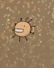 Influenza virus